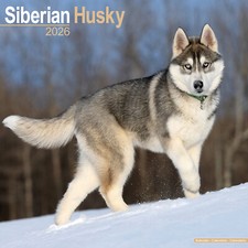 Siberian Husky 2026 Calendar |