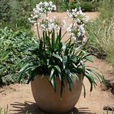 Thompson & Morgan Agapanthus