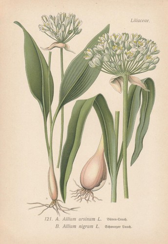 Wild garlic - garlic, (allium