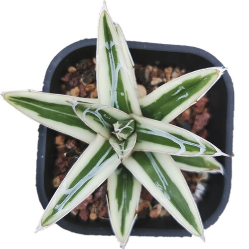 8cm succulent agave plant - 7-8cm,