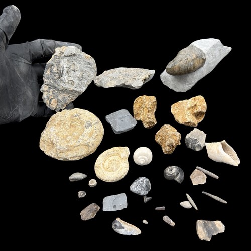 1kg british fossil - british,