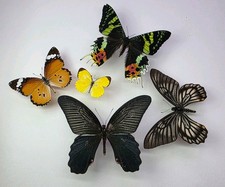 Real Butterfly Collection x 5