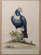 Watercolour And Ink Drawing Of A Carrier Pigeon (English) Possibly Antique