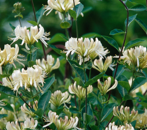 Lonicera honeysuckle graham - lonicera,