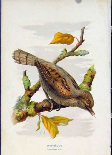 Original old antique - original, print
