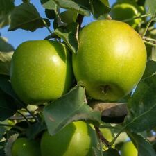 Apple Tree Granny Smith -