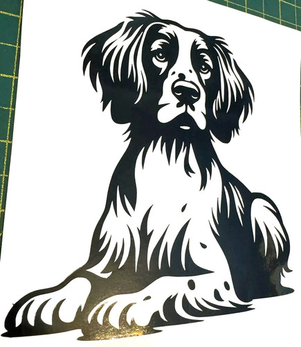 English spaniel cocker - 1x,