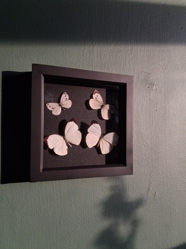 Handmade taxidermy butterfly - handmade,