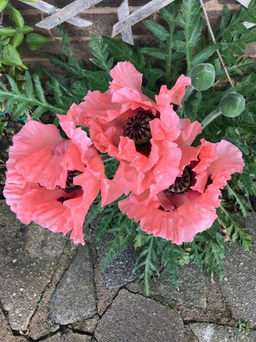 Oriental poppy victoria - oriental,