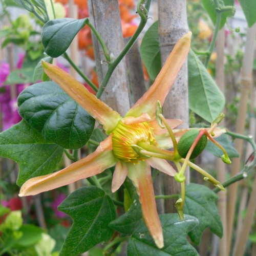 Young passion flower - a,