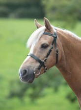 Shires velociti gara - gara, plain