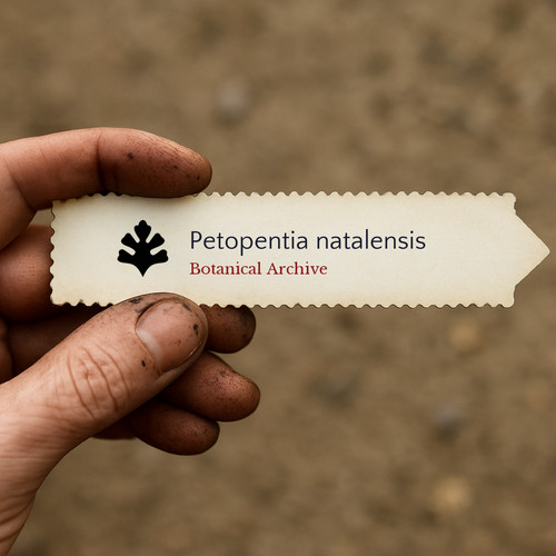 Petopentia natalensis seeds - natalensis, 10