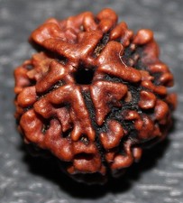 NEPALESE FIVE PAANCH 5 MUKHI FACET RUDRAKSHA RUDRAKSH HINDU POOJA PRAYER  YOGA