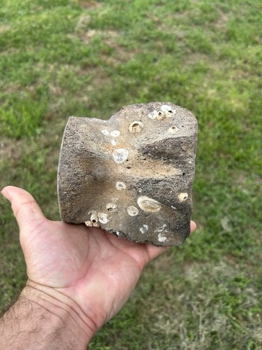 Very large whale vertebrae - very,