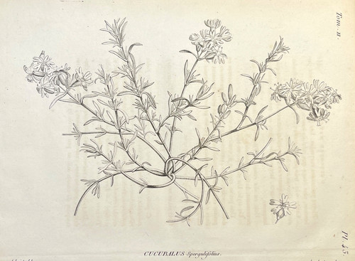 Antique botanical engraving - botanical,
