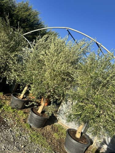 12ft olive tree - 10/12ft,