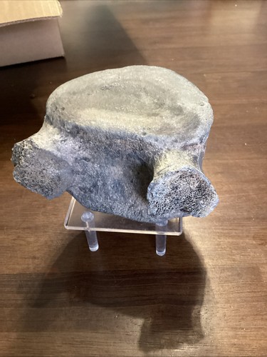 Baleen whale vertebrae - baleen, fossil