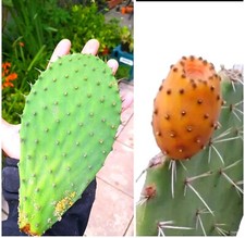  ROOTED Pad..Opuntia/ Prickly