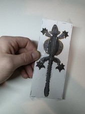 Ptychozoon Kuhli. Preserved