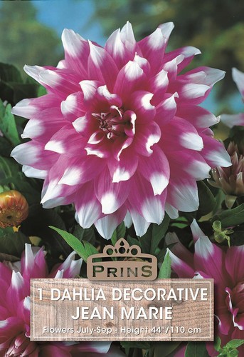 Dahlia bulb tuber - dahlia, bulb/tuber