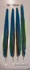 Parrot Macaw Feather Crafts