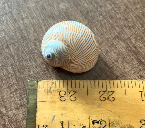 Gaudy nautica moon snail shell - gaudy,