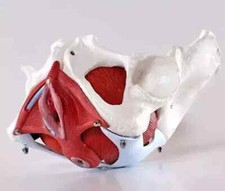 Medical Anatomical Female