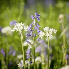 Suttons Woodland Garden Mix