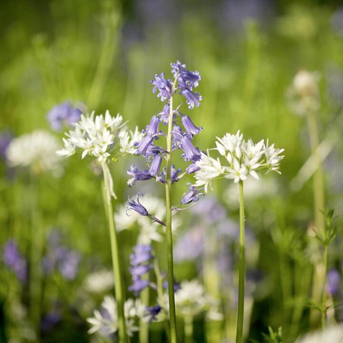 Suttons woodland garden - woodland,