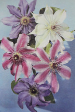 Flowers J Arthur Dixon