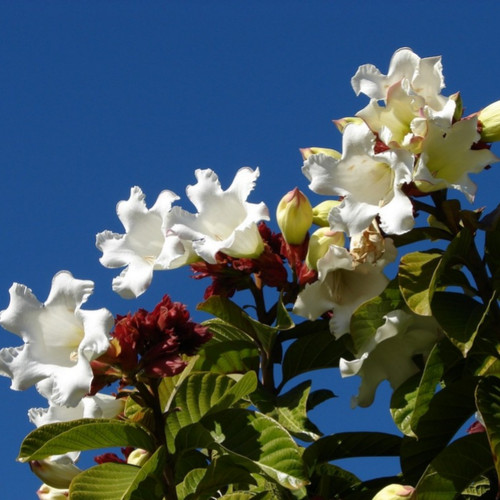 Beaumontia grandiflora