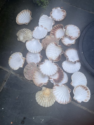 One doz pairs - scallop, shells