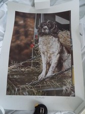 Springer spaniel Print. Paul Doyle "On Standby" Limited Signed Print 190/500