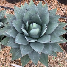 Agave ovatifolia x
