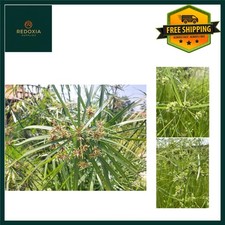 Vibrant umbrella palm pond - umbrella,