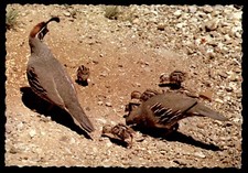 Postcard Arizona's Gambel Quail & Chicks, Arizona UNP