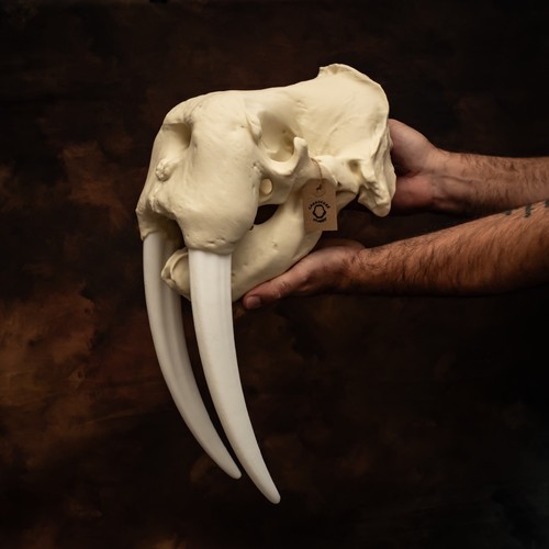 Walrus skull replica life size - walrus,