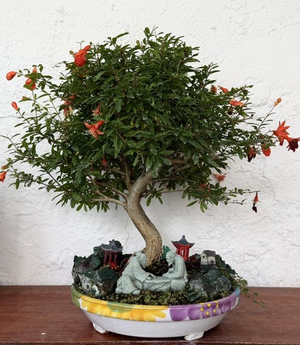 Pomegranate flowering large - pomegranate,