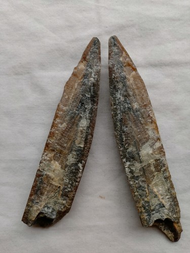 Genuine split belemnite - split,