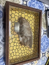 Phasianus Colchicus Taxidermy Pheasant Wing Cased Trophy 1927