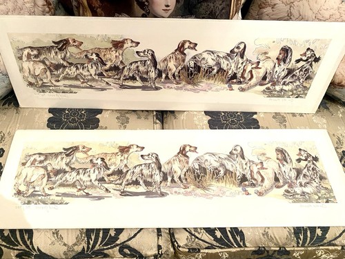 English setter pointer - setter, dog