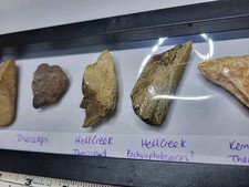 Fossil Collection in Display. Triceratops T-Rex Pachycephalosaurus Ref1016