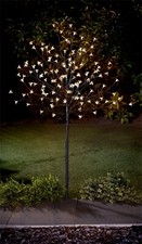 180cm cherry blossom - blossom, tree