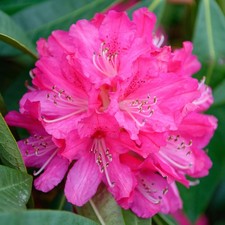 Rhododendron germania - rhododendron,