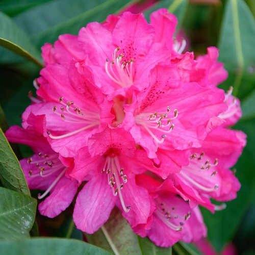 Rhododendron germania - rhododendron,