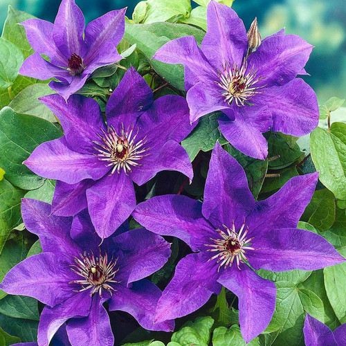Clematis the president hardy - clematis,