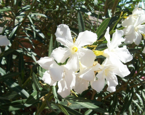 Oleander 4 - (nerium, oleander)