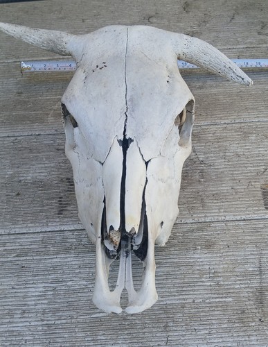 Genuine bovine cow skull - bovine/cow, with