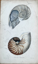 19th Century Hand Coloured