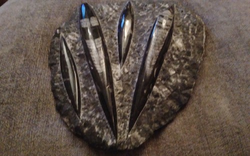 Orthoceras fossil polished